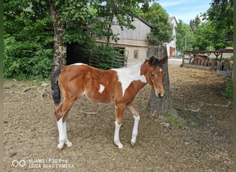 Paint Horse, Gelding, 1 year, 14.2 hh, Pinto