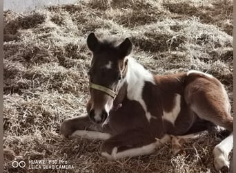 Paint Horse, Gelding, 1 year, 14.2 hh, Pinto