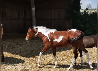 Paint Horse, Gelding, 1 year, 14.2 hh, Pinto
