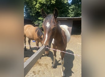 Paint Horse, Gelding, 1 year, 14,3 hh, Tobiano-all-colors