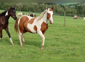 Paint Horse, Gelding, 1 year, 14.3 hh, Tovero-all-colors