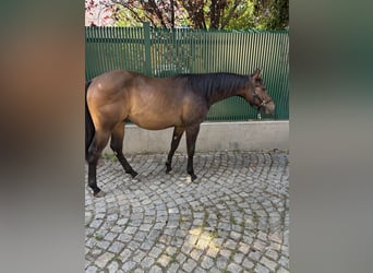 Paint Horse, Gelding, 1 year, Brown
