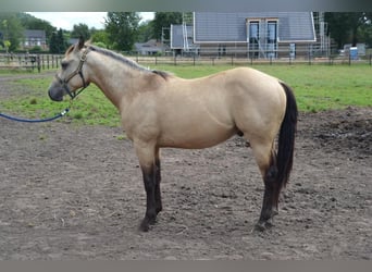 Paint Horse, Wallach, 2 Jahre, 14,2 hh, Buckskin