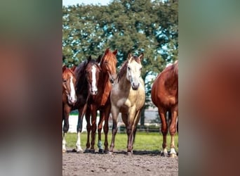 Paint Horse, Wallach, 2 Jahre, 14,2 hh, Buckskin