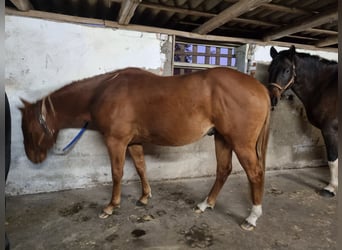 Paint Horse, Gelding, 2 years, 14,2 hh, Chestnut-Red