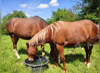 Paint Horse, Gelding, 2 years, 14.2 hh, Chestnut-Red