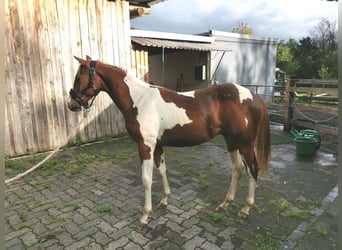Paint Horse, Gelding, 2 years, 14.3 hh, Chestnut-Red