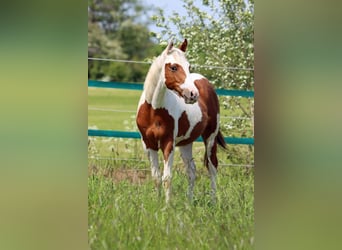 Paint Horse, Gelding, 2 years, 14.3 hh, Tovero-all-colors