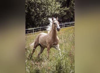 Paint Horse, Gelding, 2 years, 14,1 hh, Palomino