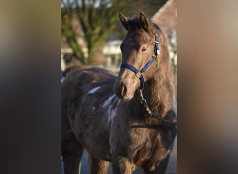 Paint Horse, Gelding, 2 years, 14,2 hh, Champagne