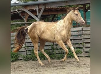 Paint Horse, Gelding, 2 years, 14,2 hh, Champagne