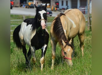 Paint Horse, Gelding, 2 years, 15.1 hh, Champagne