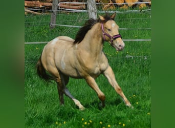 Paint Horse, Gelding, 2 years, 15.1 hh, Champagne