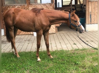 Paint Horse, Gelding, 2 years, 15.1 hh, Chestnut-Red
