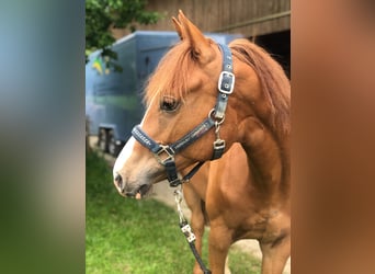 Paint Horse, Gelding, 2 years, 15.1 hh, Chestnut-Red