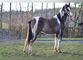 Paint Horse, Gelding, 2 years, 15 hh, Grullo