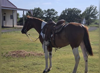 Paint Horse, Gelding, 2 years, 15 hh, Overo-all-colors