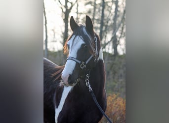 Paint Horse, Gelding, 2 years, 15 hh, Tobiano-all-colors