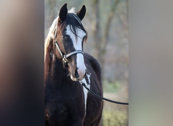 Paint Horse, Gelding, 2 years, 15 hh, Tobiano-all-colors