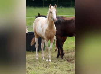 Paint Horse, Gelding, 2 years, 15 hh, Tobiano-all-colors