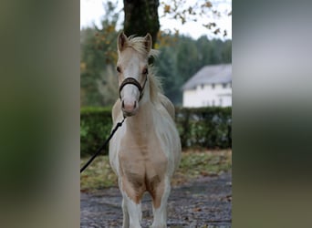 Paint Horse, Gelding, 2 years, 15 hh, Tobiano-all-colors