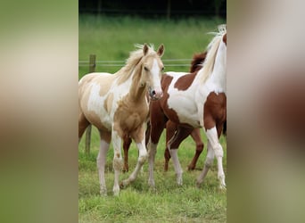 Paint Horse, Gelding, 2 years, 15 hh, Tobiano-all-colors