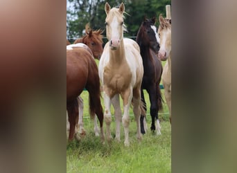 Paint Horse, Gelding, 2 years, 15 hh, Tobiano-all-colors