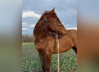 Paint Horse, Gelding, 2 years, 15,1 hh, Chestnut-Red