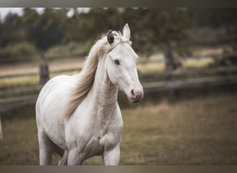 Paint Horse, Gelding, 2 years, 15,1 hh, Tobiano-all-colors