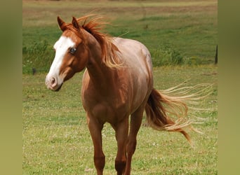 Paint Horse, Gelding, 2 years, Roan-Red