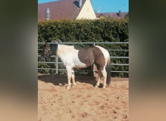 Paint Horse, Gelding, 3 years, 14,1 hh, Grullo