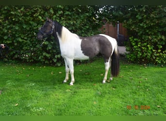 Paint Horse, Gelding, 3 years, 14,1 hh, Grullo