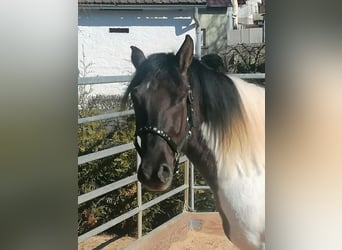 Paint Horse, Gelding, 3 years, 14,1 hh, Grullo