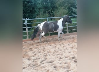 Paint Horse, Gelding, 3 years, 14,1 hh, Grullo