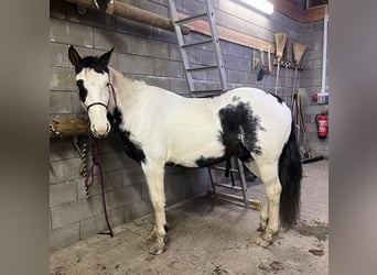 Paint Horse, Gelding, 3 years, 14.1 hh, Pinto