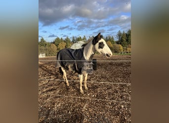 Paint Horse, Gelding, 3 years, 14.1 hh, Pinto