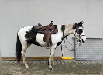 Paint Horse, Gelding, 3 years, 14.1 hh, Pinto