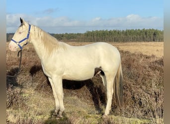 Paint Horse, Gelding, 3 years, 14.1 hh, Tobiano-all-colors