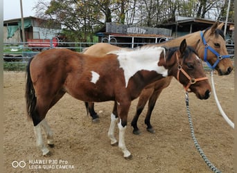 Paint Horse, Gelding, 3 years, 14,2 hh, Pinto