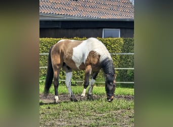 Paint Horse Mix, Gelding, 3 years, 14.2 hh, Tobiano-all-colors