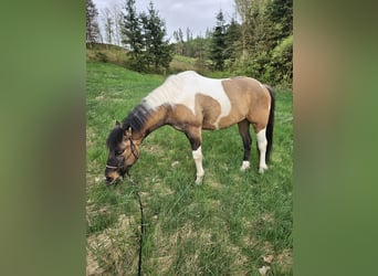 Paint Horse Mix, Gelding, 3 years, 14.2 hh, Tobiano-all-colors