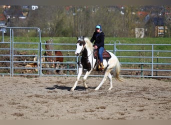 Paint Horse, Gelding, 3 years, 14.2 hh, Tovero-all-colors
