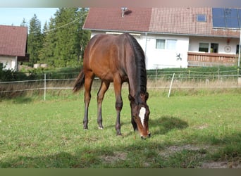 Paint Horse, Gelding, 3 years, 14,3 hh, Brown