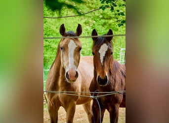 Paint Horse, Gelding, 3 years, 14,3 hh, Brown