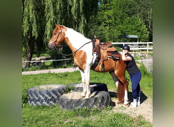 Paint Horse Mix, Gelding, 3 years, 14.3 hh, Pinto