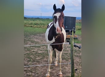 Paint Horse, Gelding, 3 years, 14.3 hh, Pinto