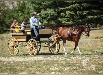 Paint Horse, Gelding, 3 years, 14,1 hh, Bay
