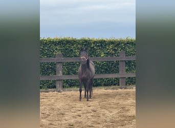 Paint Horse, Gelding, 3 years, 14,2 hh, Black