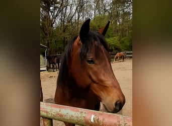 Paint Horse, Gelding, 3 years, 14,2 hh, Brown
