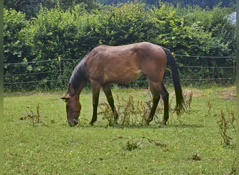 Paint Horse, Gelding, 3 years, 14,3 hh, Brown